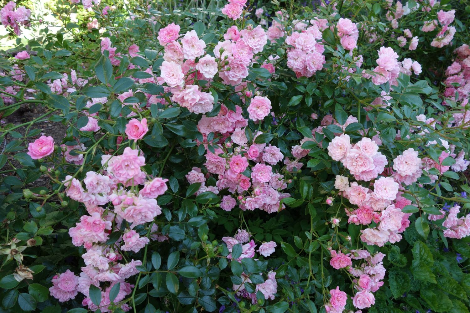 Bodendecker-Rose / Beetrose 'The Fairy' - Rosa 'The Fairy'