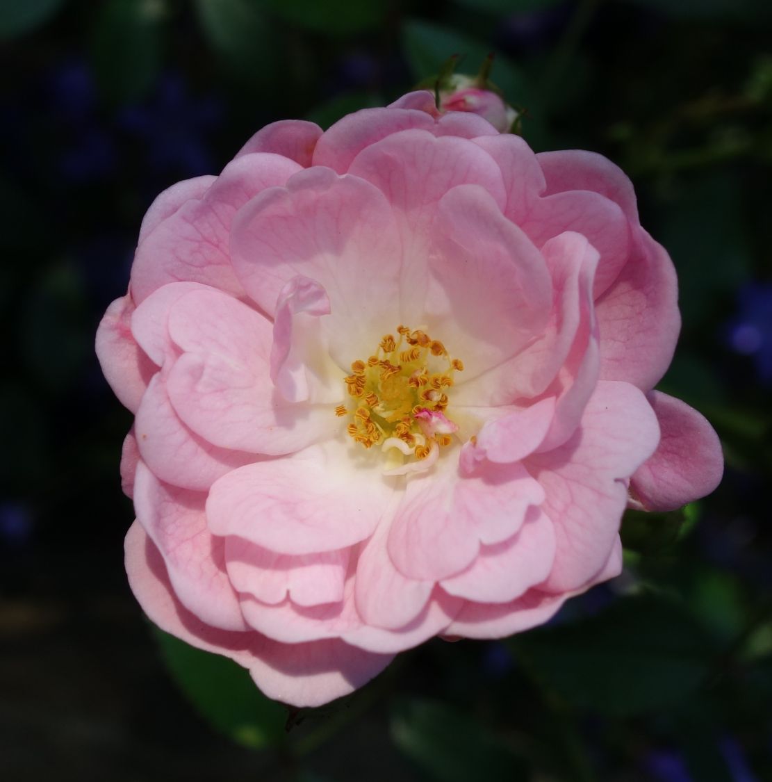 Bodendecker-Rose / Beetrose 'The Fairy' - Rosa 'The Fairy'