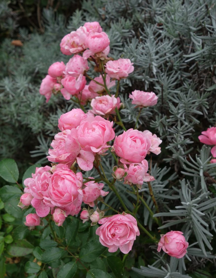 Bodendecker-Rose / Beetrose 'The Fairy' - Rosa 'The Fairy'