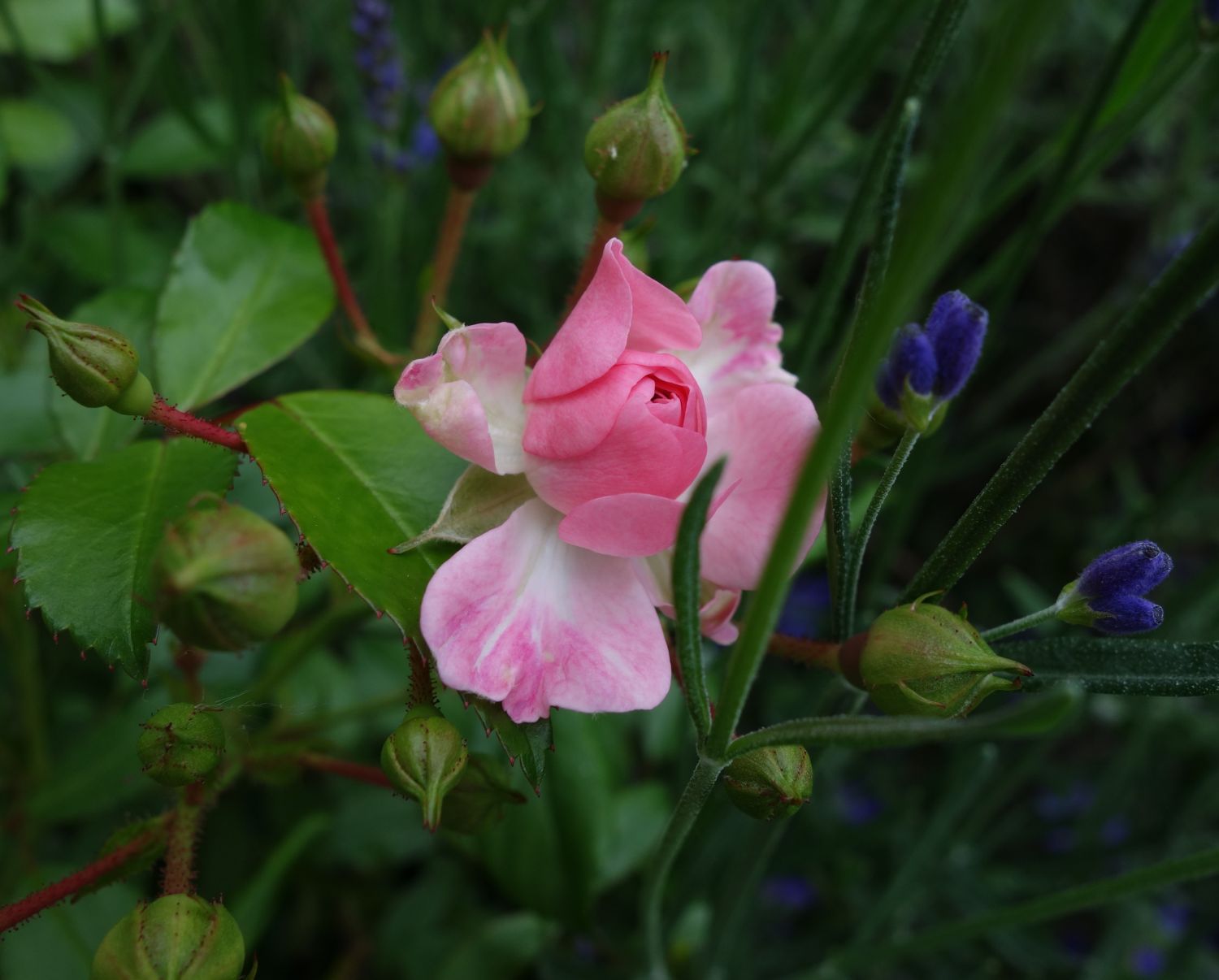 Bodendecker-Rose / Beetrose 'The Fairy' - Rosa 'The Fairy'