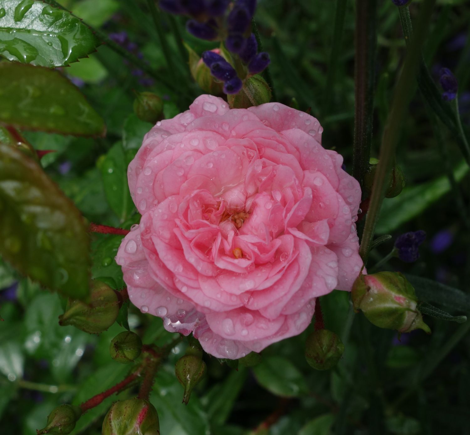 Bodendecker-Rose / Beetrose 'The Fairy' - Rosa 'The Fairy'
