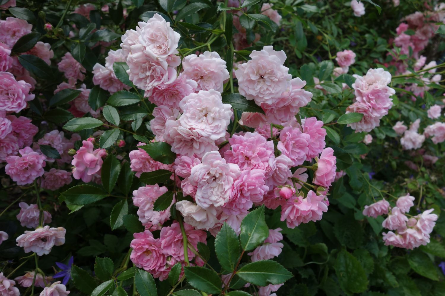 Bodendecker-Rose / Beetrose 'The Fairy' - Rosa 'The Fairy'