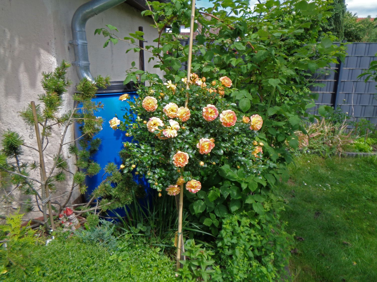 Bodendecker-Rose 'Bienenweide ® Fruity' - Rosa 'Bienenweide ® Fruity'