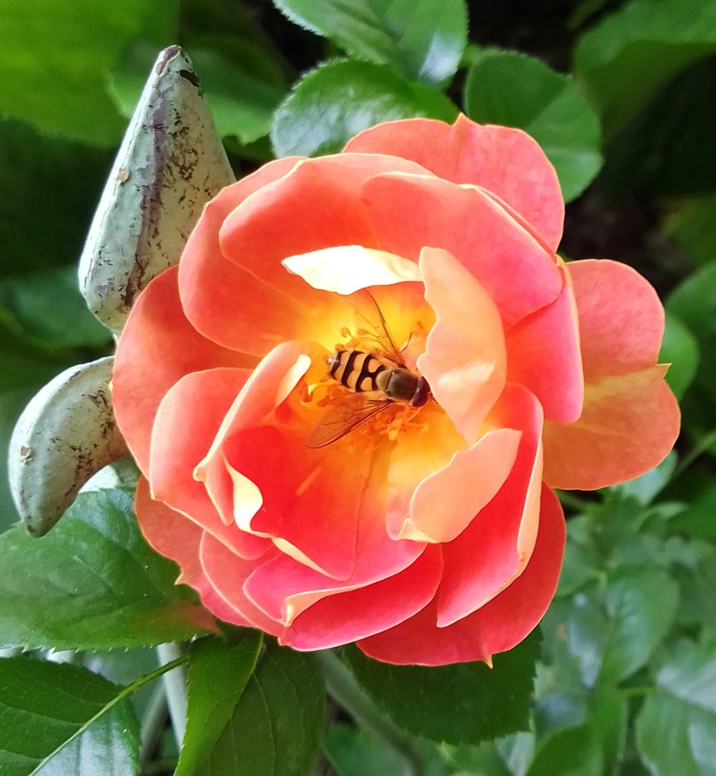 Bodendecker-Rose 'Bienenweide ® mango' - Rosa 'Bienenweide ® mango'