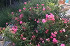 Bodendecker-Rose 'Mirato' ® - Rosa 'Mirato' ®