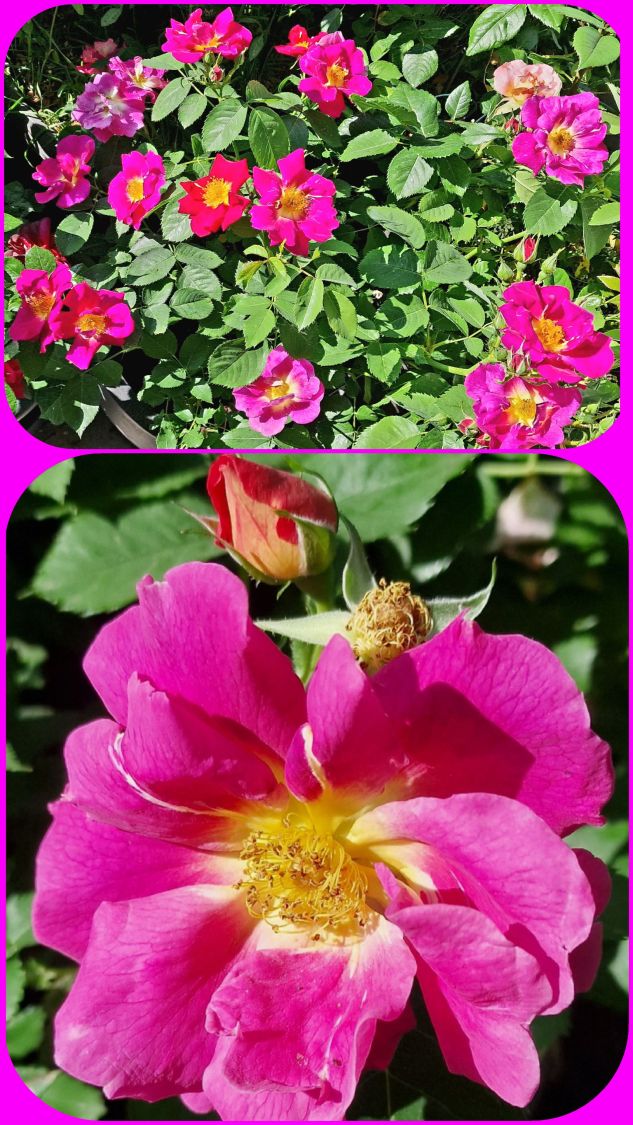 Bodendecker-Rose 'Weg der Sinne' ® - Rosa 'Weg der Sinne' ® ADR-Rose