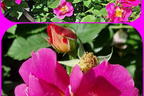 Bodendecker-Rose 'Weg der Sinne' ® - Rosa 'Weg der Sinne' ® ADR-Rose