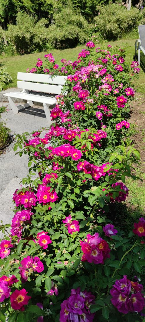 Bodendecker-Rose 'Weg der Sinne' ® - Rosa 'Weg der Sinne' ® ADR-Rose