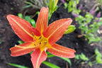 Braunrote Taglilie - Hemerocallis fulva