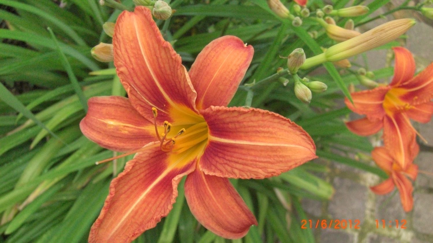 Braunrote Taglilie - Hemerocallis fulva