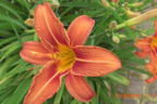 Braunrote Taglilie - Hemerocallis fulva
