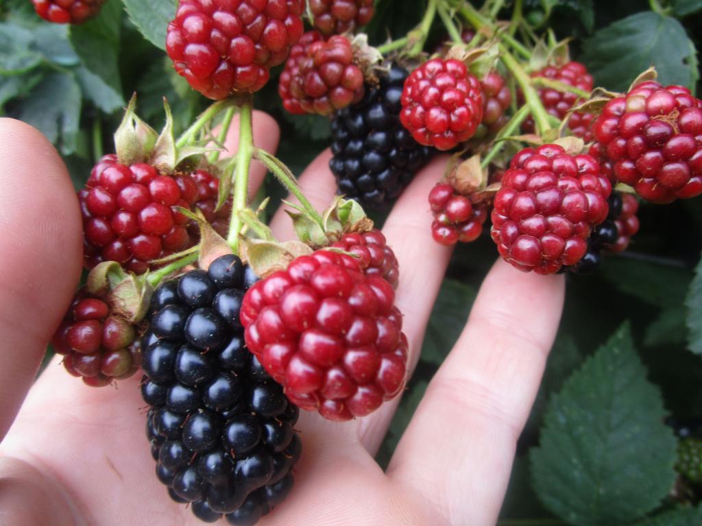 Brombeere 'Dirksen Thornless' - Rubus fruticosus 'Dirksen Thornless'