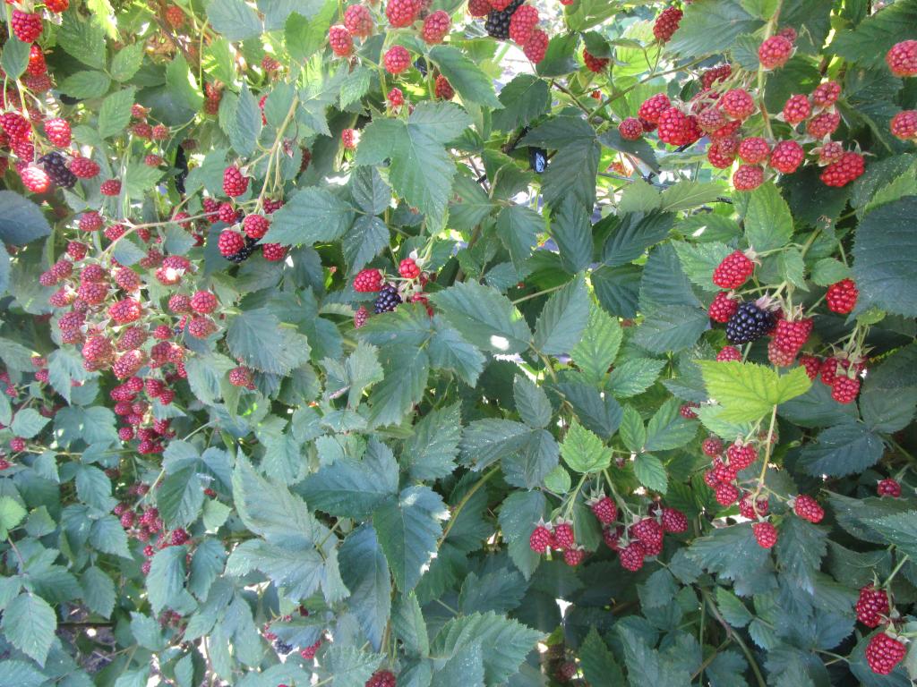 Brombeere 'Dirksen Thornless' - Rubus fruticosus 'Dirksen Thornless'