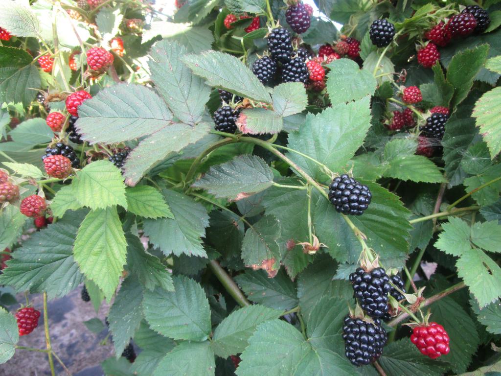 Brombeere 'Dirksen Thornless' - Rubus fruticosus 'Dirksen Thornless'
