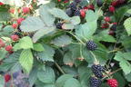 Brombeere 'Dirksen Thornless' - Rubus fruticosus 'Dirksen Thornless'