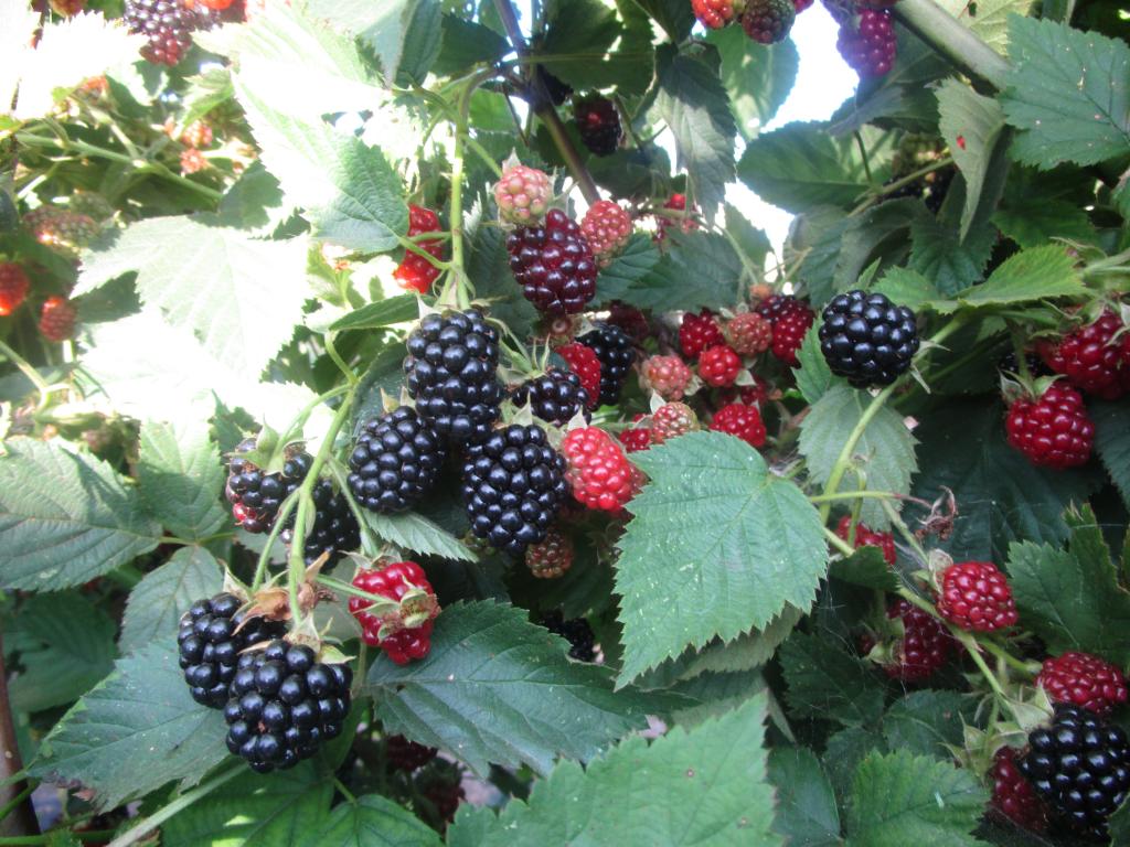 Brombeere 'Dirksen Thornless' - Rubus fruticosus 'Dirksen Thornless'