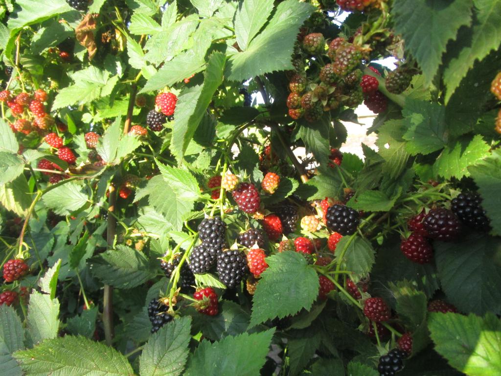 Brombeere 'Dirksen Thornless' - Rubus fruticosus 'Dirksen Thornless'