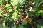 Brombeere 'Dirksen Thornless' - Rubus fruticosus 'Dirksen Thornless'