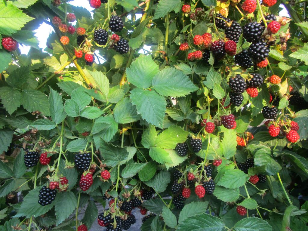 Brombeere 'Dirksen Thornless' - Rubus fruticosus 'Dirksen Thornless'