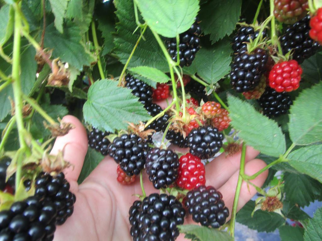 Brombeere 'Dirksen Thornless' - Rubus fruticosus 'Dirksen Thornless'