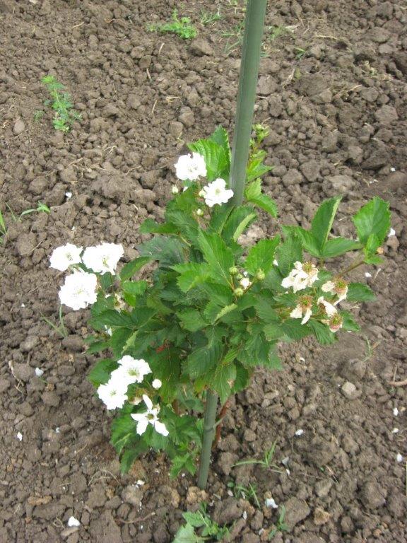 Brombeere 'Primocane Reuben' ® - Rubus fruticosus 'Primocane Reuben' ®