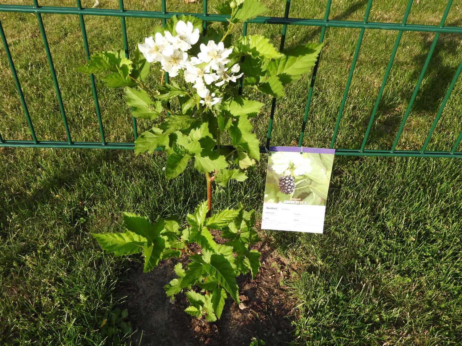 Brombeere 'Primocane Reuben' ® - Rubus fruticosus 'Primocane Reuben' ®