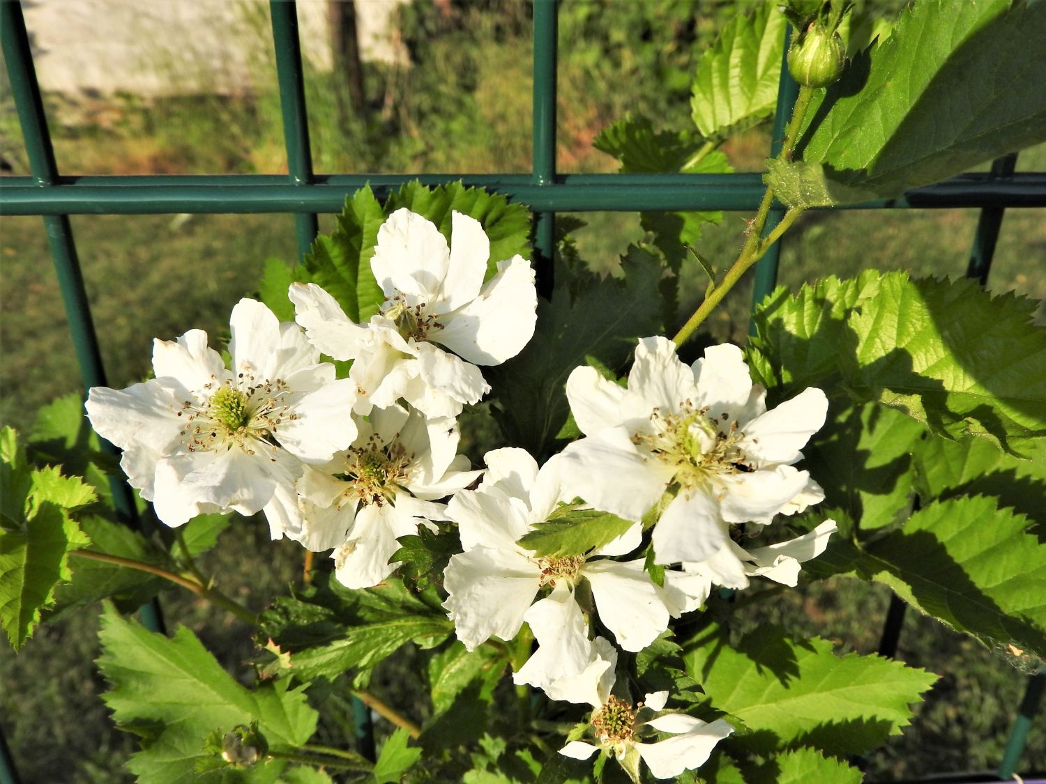 Brombeere 'Primocane Reuben' ® - Rubus fruticosus 'Primocane Reuben' ®