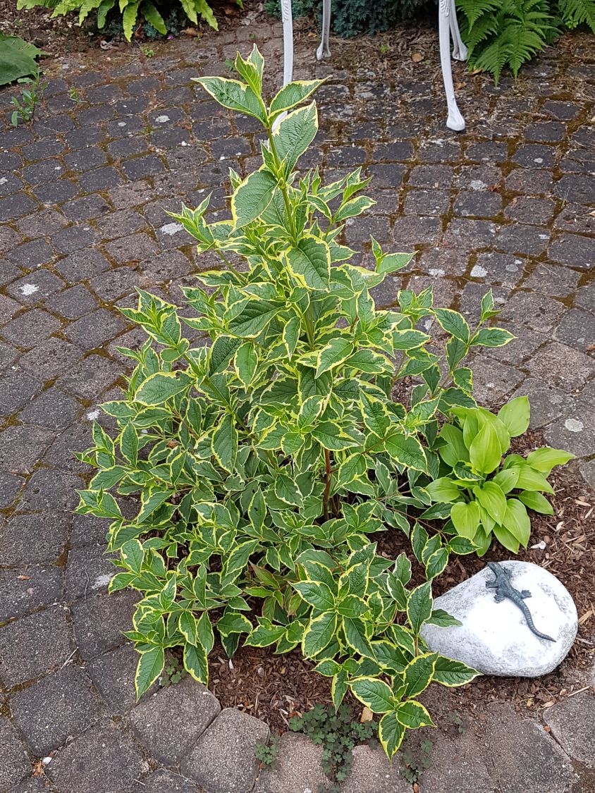Buntblättrige Weigelie 'Nana Variegata' Weigela florida 'Nana