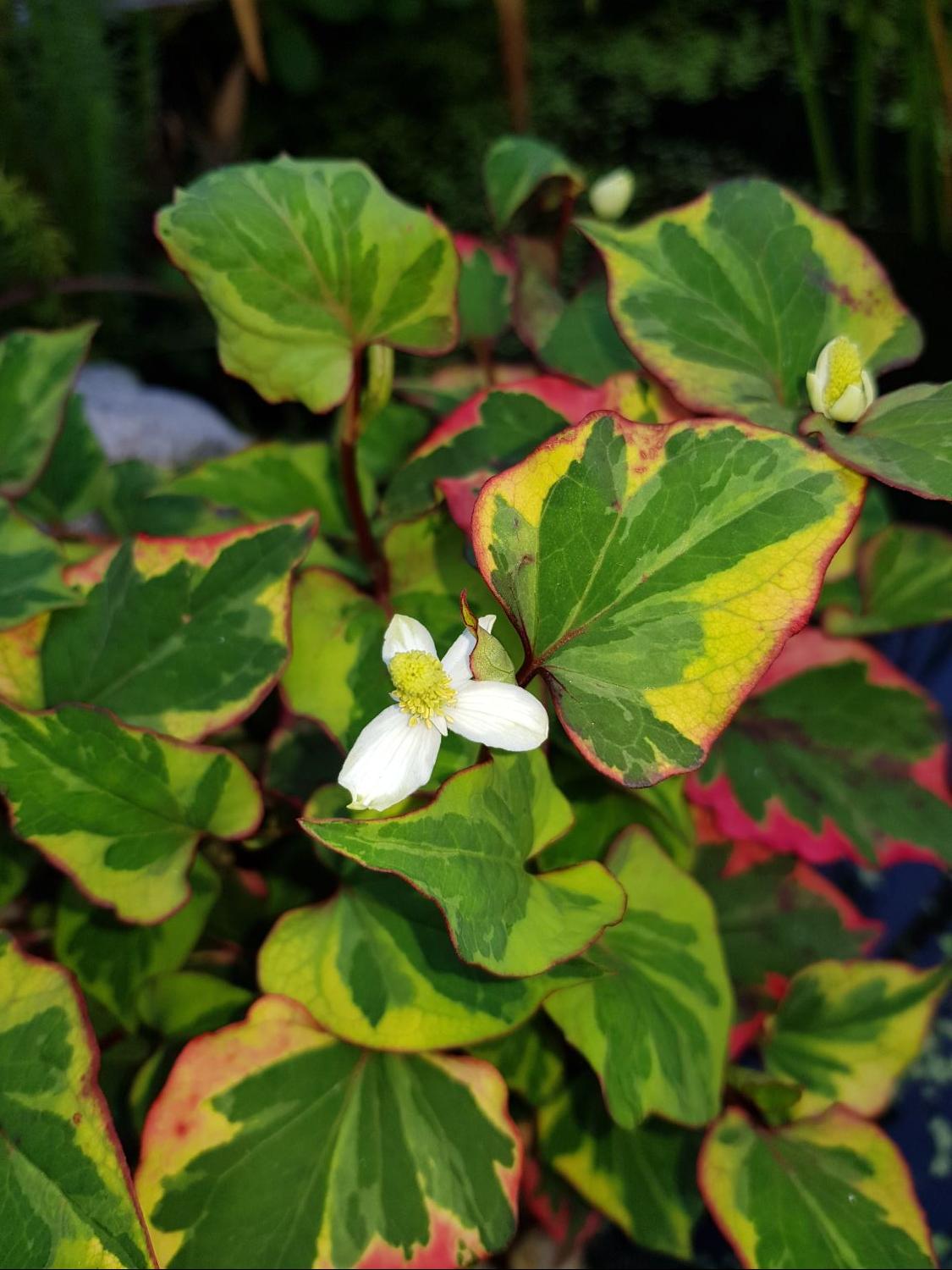 Bunter Eidechsenschwanz 'Chameleon' - Houttuynia cordata 'Chameleon'