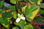 Bunter Eidechsenschwanz 'Chameleon' - Houttuynia cordata 'Chameleon'