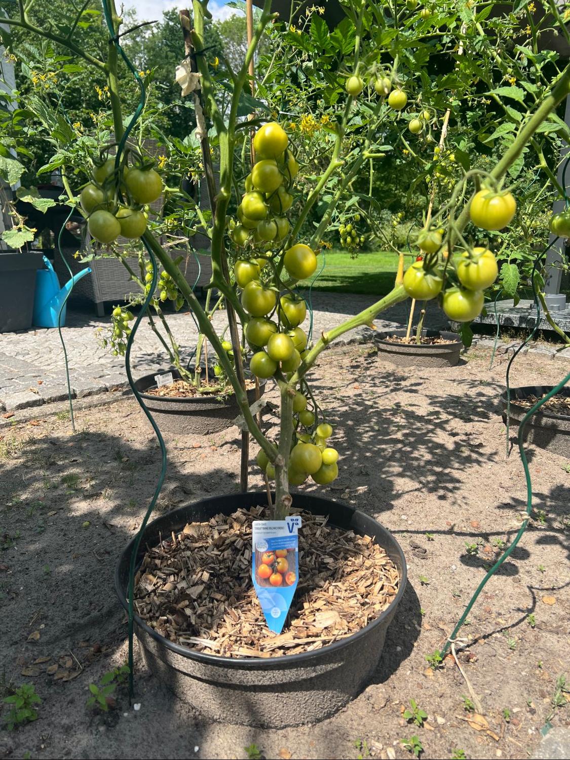 Carotin-Tomate 'Bolzano' - Solanum lycopersicum 'Bolzano'