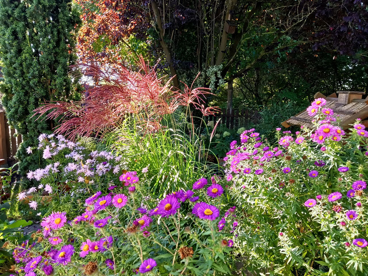 Chinaschilf 'Red Chief' - Miscanthus sinensis 'Red Chief'