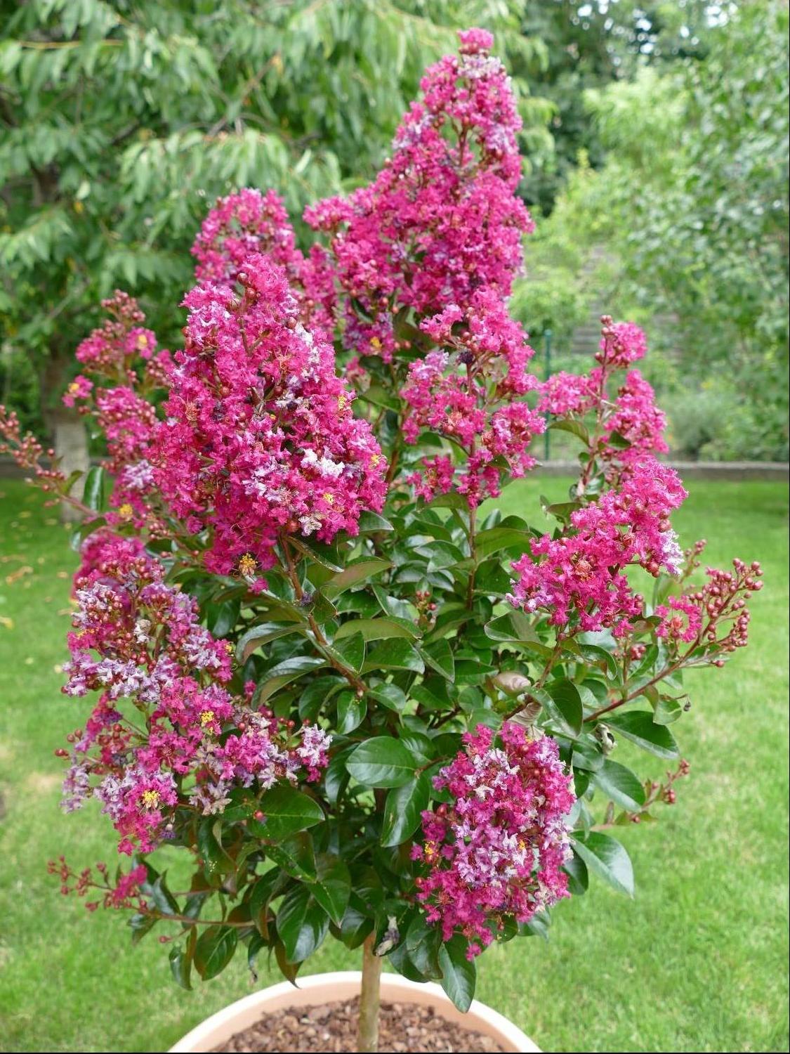 Chinesische Kräuselmyrte 'Berry Dazzle' - Lagerstroemia indica 'Berry Dazzle'