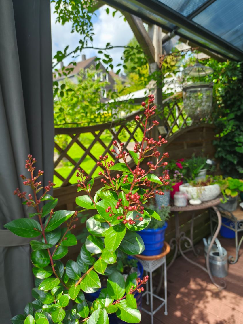 Chinesische Kräuselmyrte 'Berry Dazzle' - Lagerstroemia indica 'Berry Dazzle'