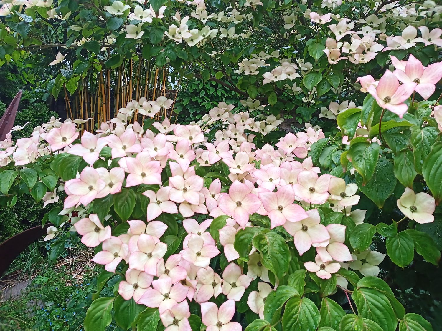 Chinesischer Blumen-Hartriegel 'National' - Cornus kousa var. chinensis 'National'