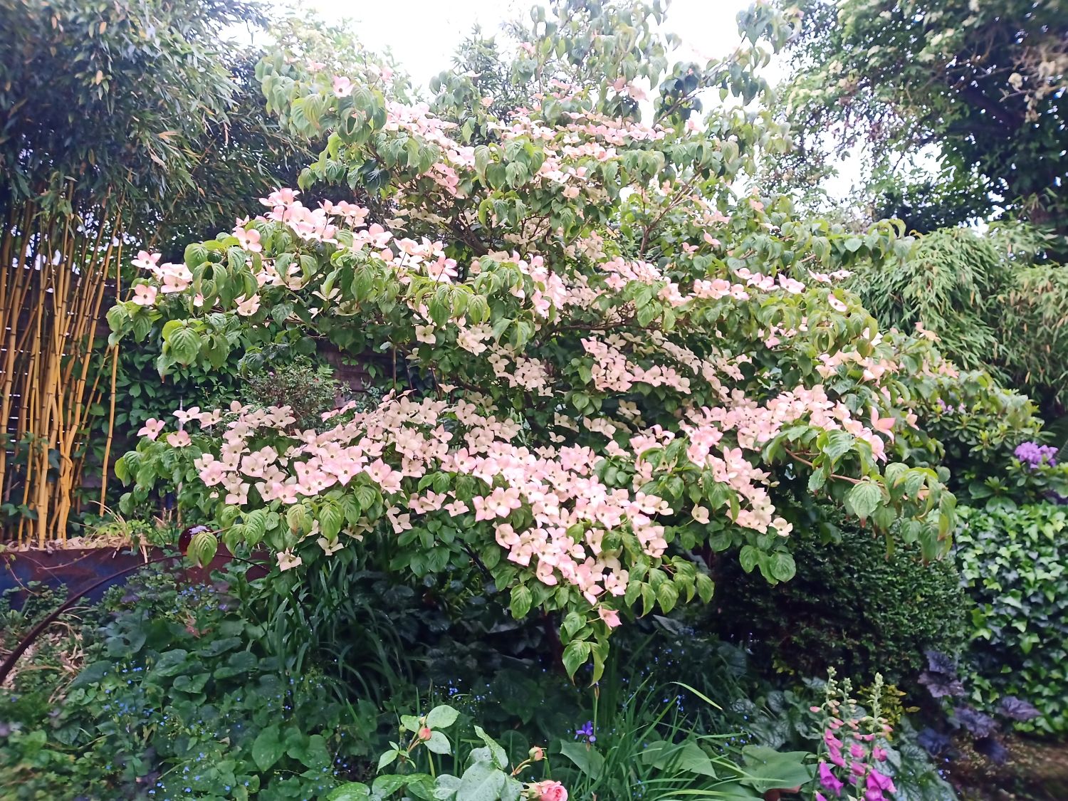 Chinesischer Blumen-Hartriegel 'National' - Cornus kousa var. chinensis 'National'