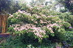Chinesischer Blumen-Hartriegel 'National' - Cornus kousa var. chinensis 'National'