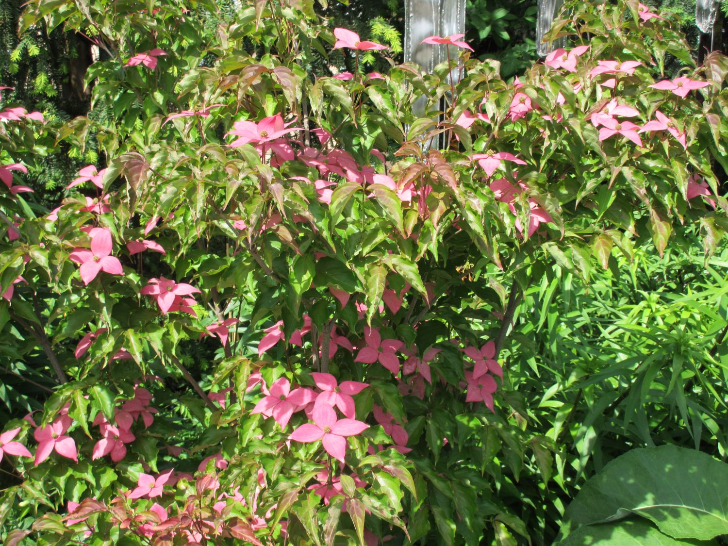 Chinesischer Blumen-Hartriegel 'Scarlet Fire' ® - Cornus kousa 'Scarlet Fire' ®