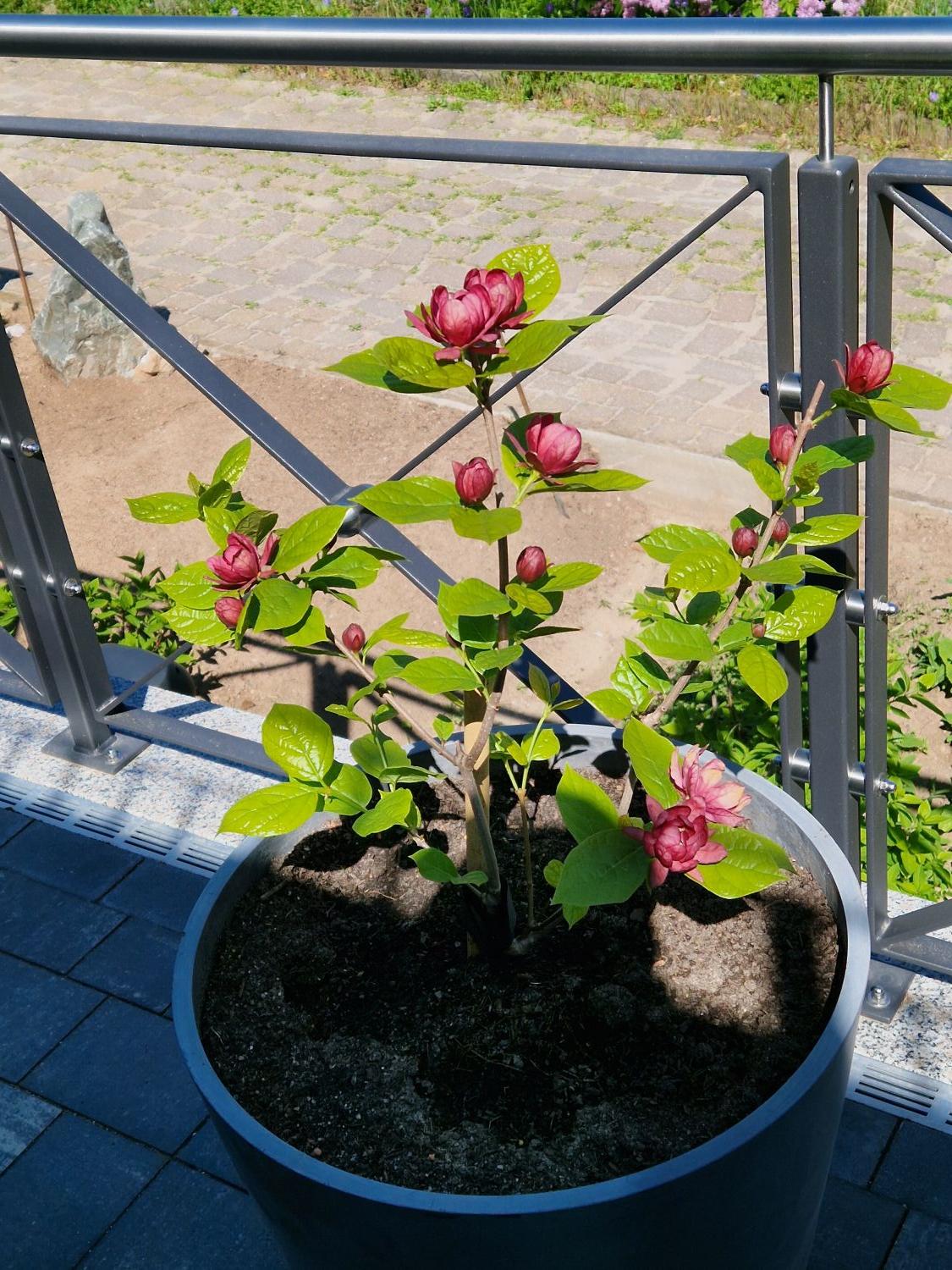 Chinesischer Wachsstrauch 'Hartlage Wine' - Sinocalycanthus raulstonii 'Hartlage Wine'