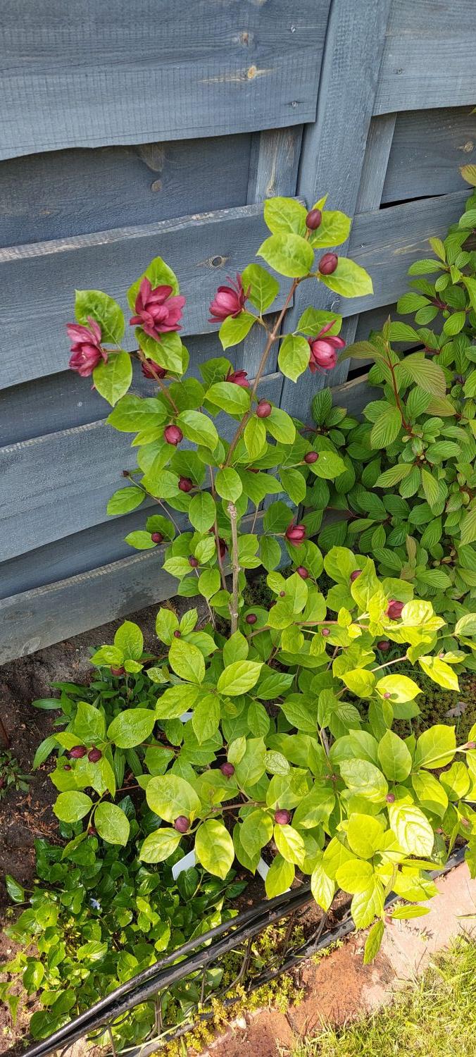 Chinesischer Wachsstrauch 'Hartlage Wine' - Sinocalycanthus raulstonii 'Hartlage Wine'