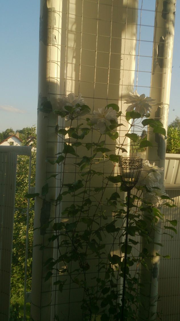 Clematis 'Diamond Ball' - Clematis 'Diamond Ball'