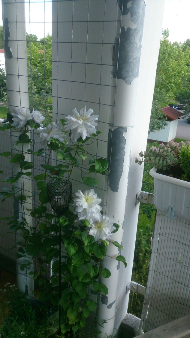 Clematis 'Diamond Ball' - Clematis 'Diamond Ball'