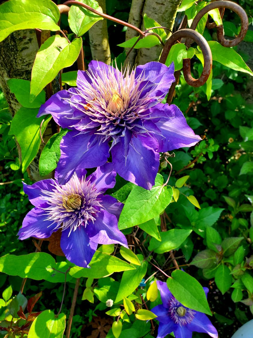Clematis 'Multi Blue' - Clematis 'Multi Blue'