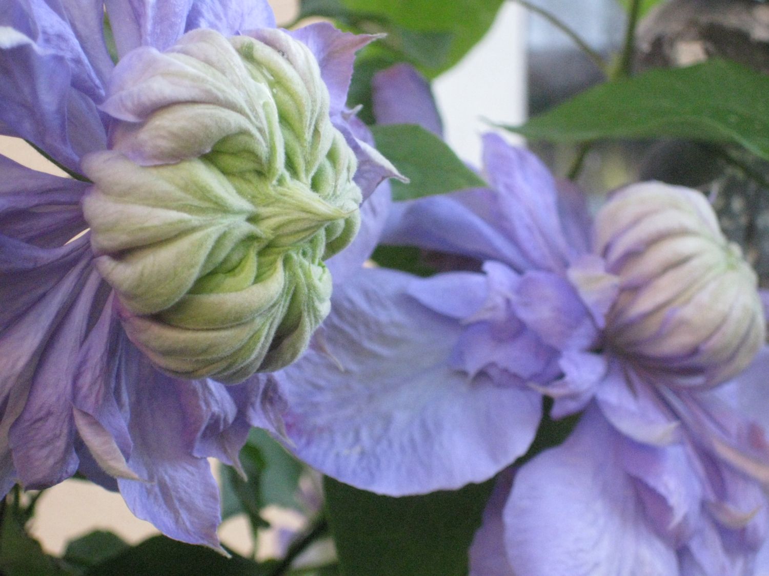 Clematis 'Multi Blue' - Clematis 'Multi Blue'