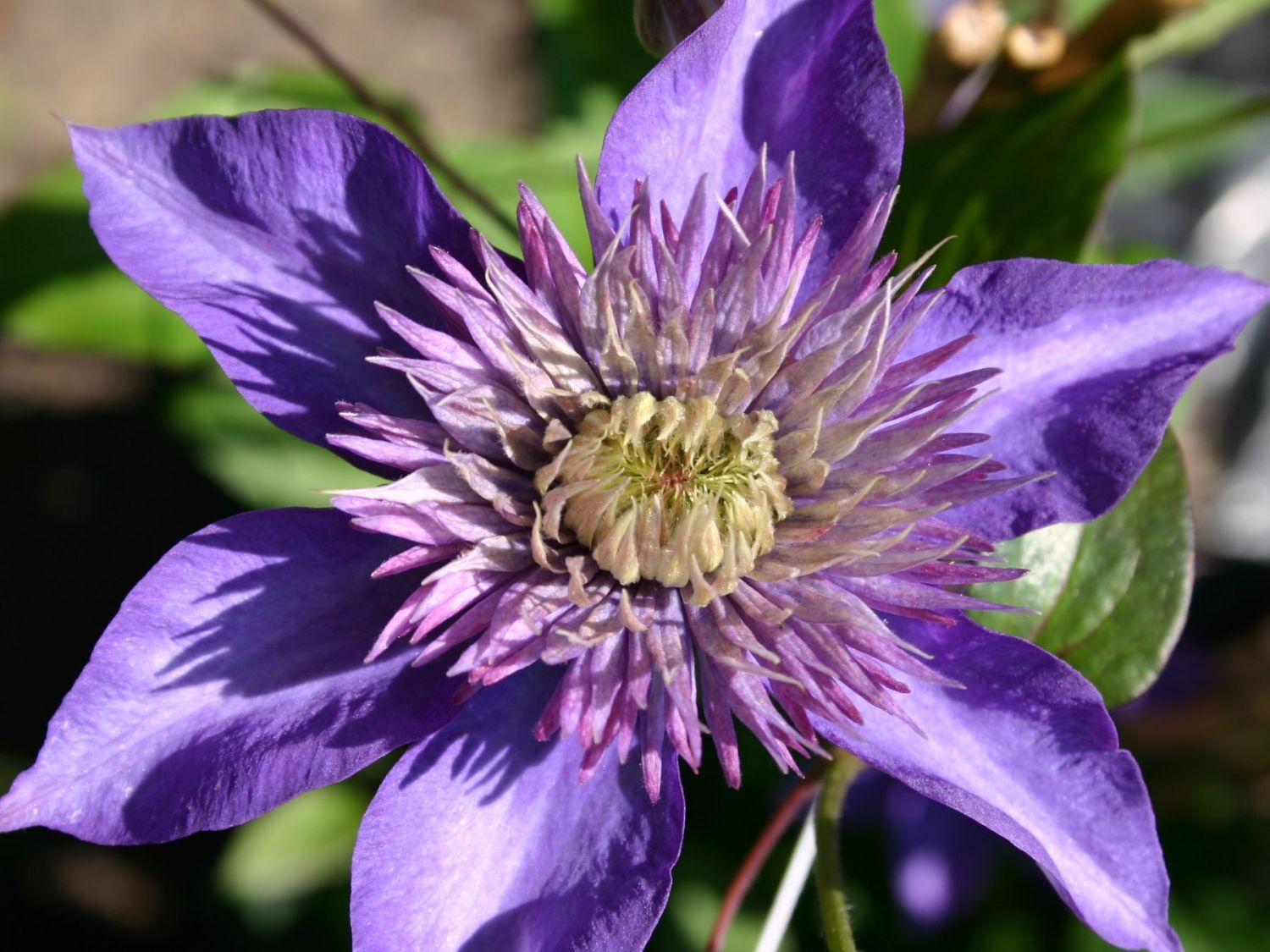 Clematis 'Multi Blue' - Clematis 'Multi Blue'
