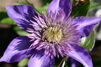 Clematis 'Multi Blue' - Clematis 'Multi Blue'