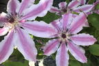 Clematis 'Nelly Moser' - Clematis 'Nelly Moser'