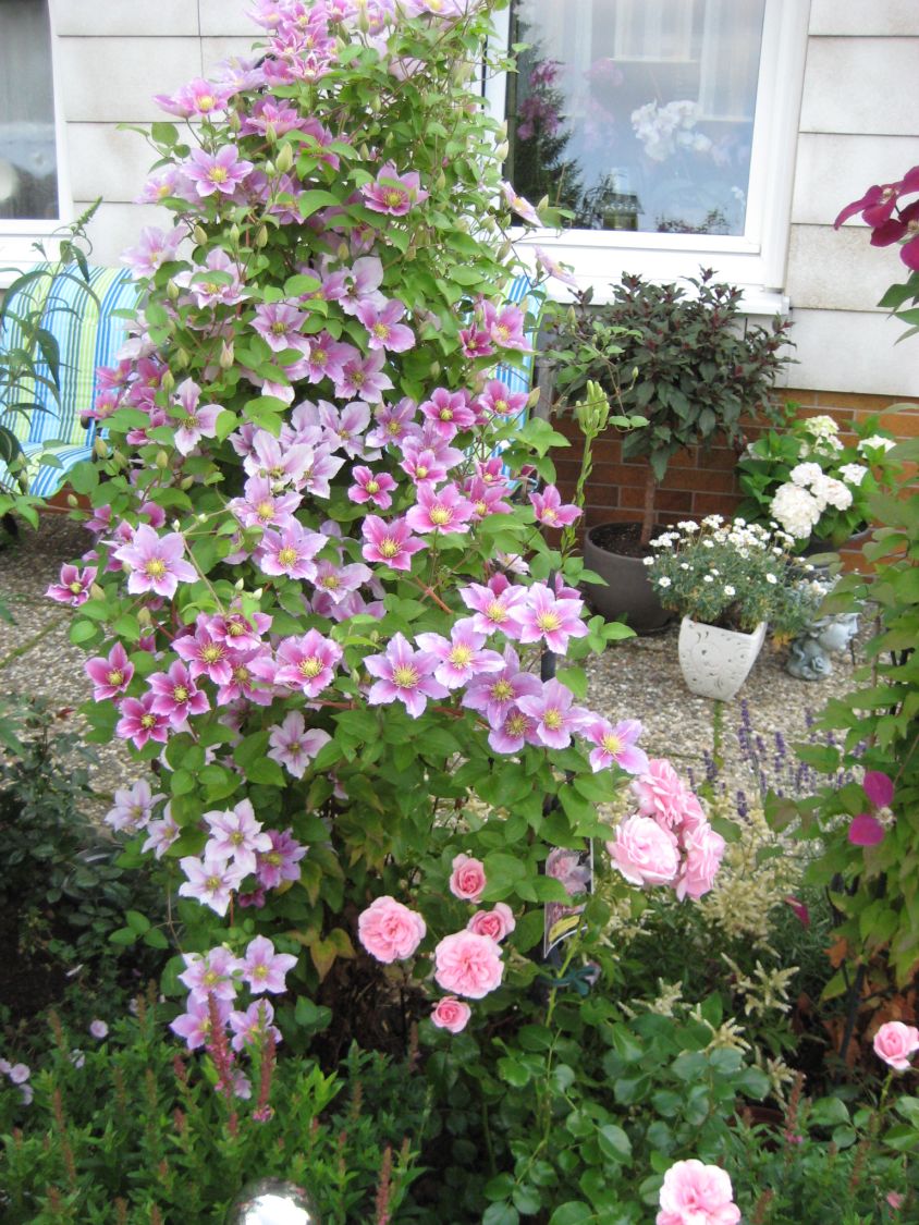 Clematis 'Piilu' - Clematis 'Piilu'