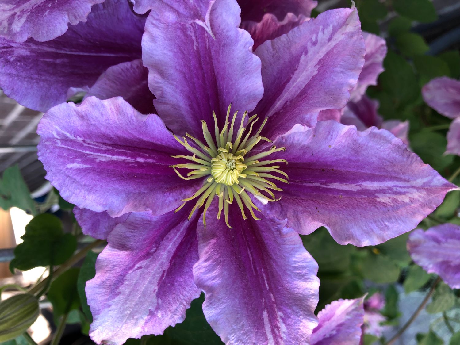 Clematis 'Piilu' - Clematis 'Piilu'