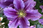 Clematis 'Piilu' - Clematis 'Piilu'